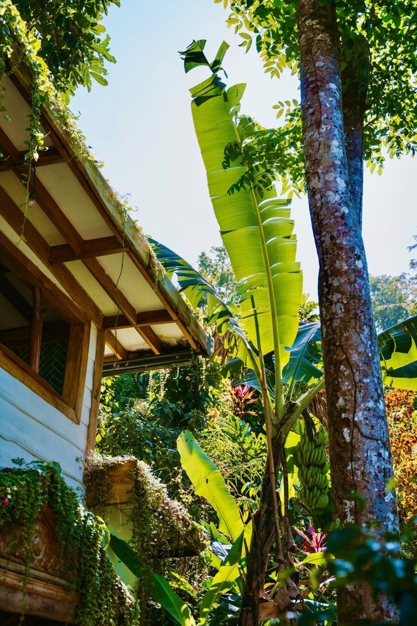 Jungle Spirit Treehouse Villa Cahuita Eksteriør billede