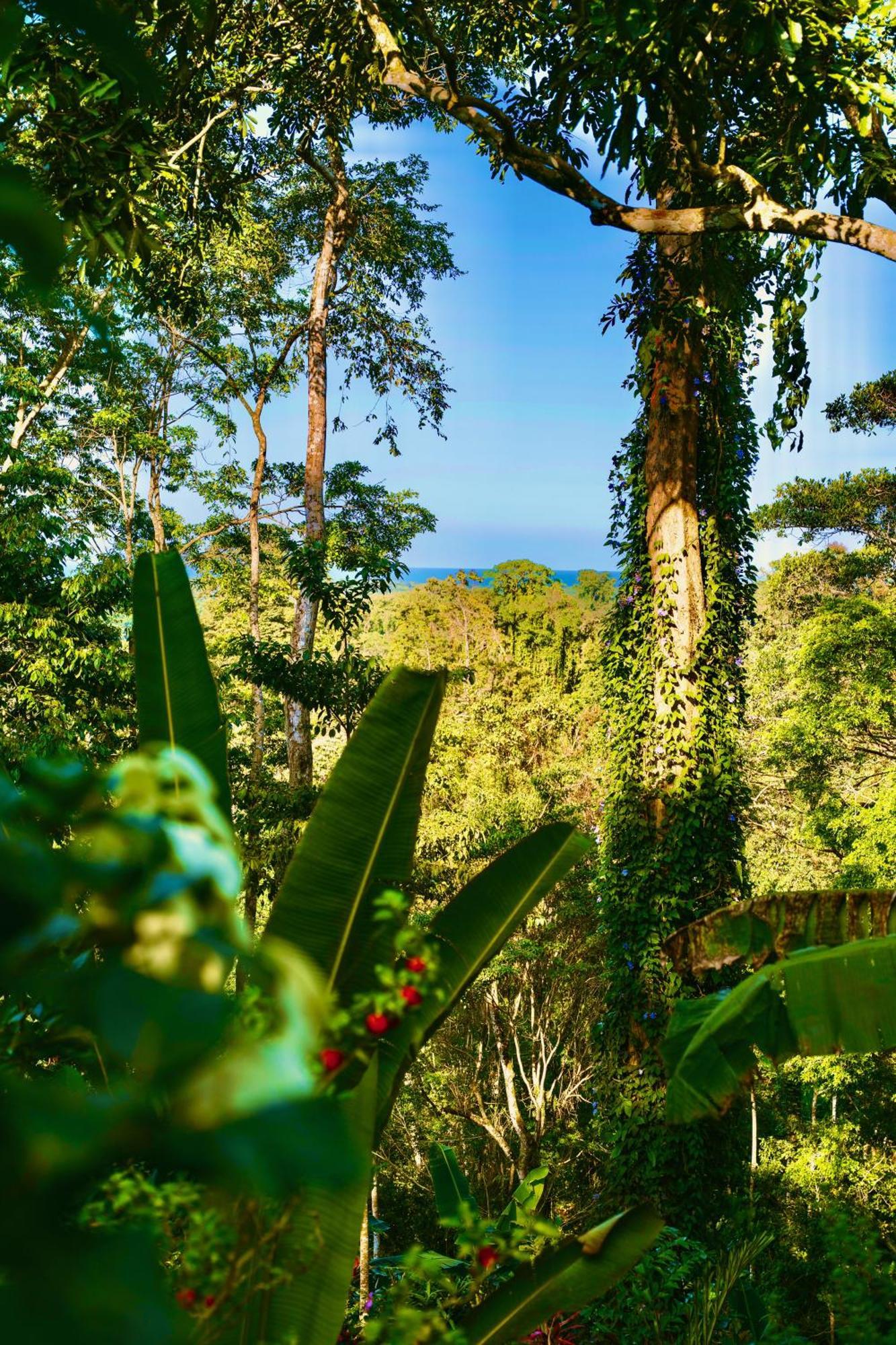 Jungle Spirit Treehouse Villa Cahuita Eksteriør billede