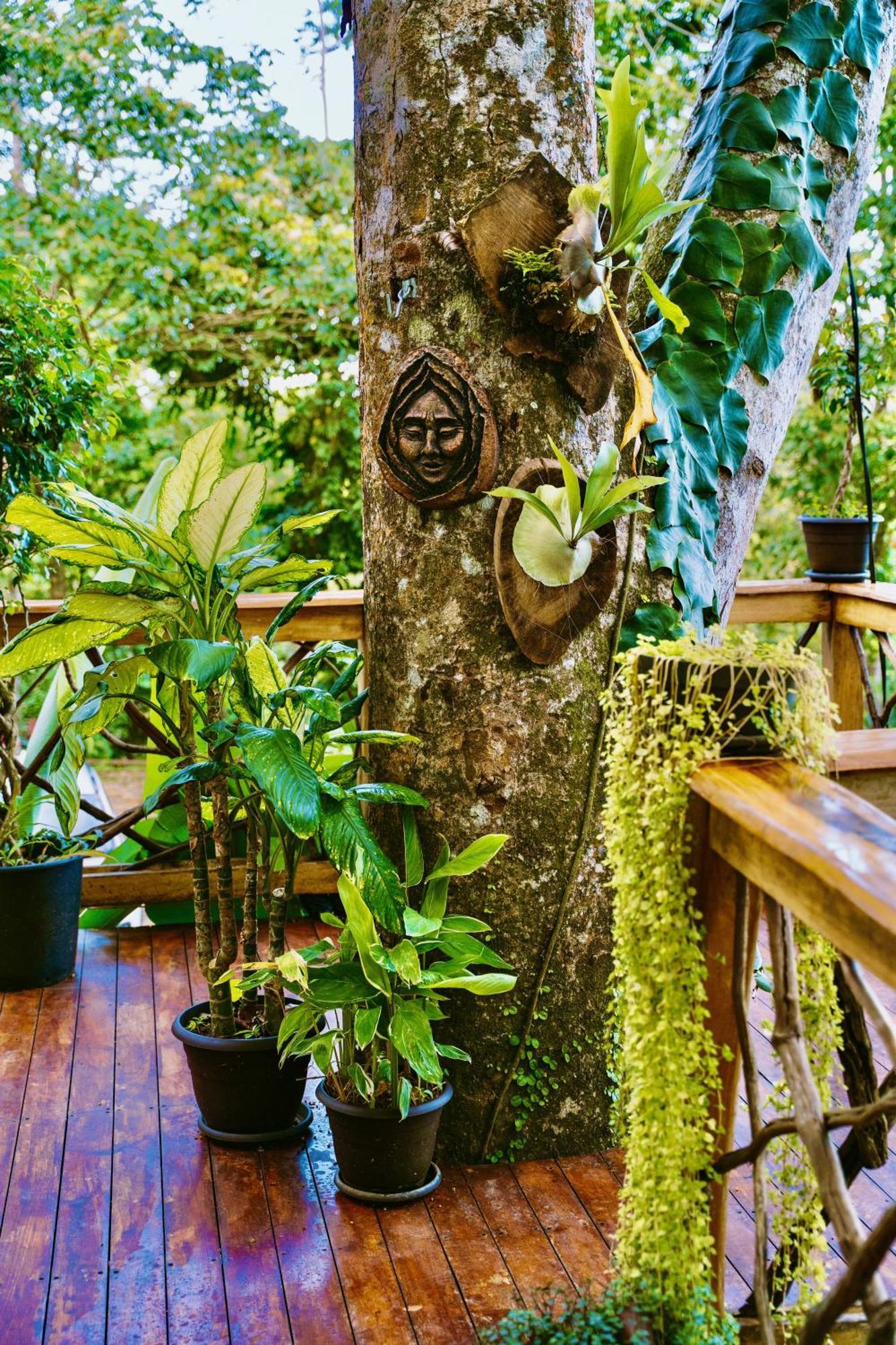 Jungle Spirit Treehouse Villa Cahuita Eksteriør billede